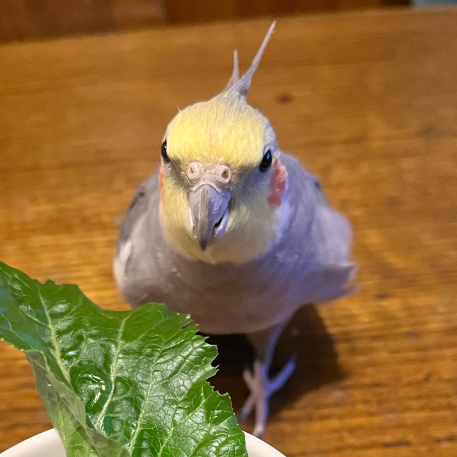 オガワヒトシ