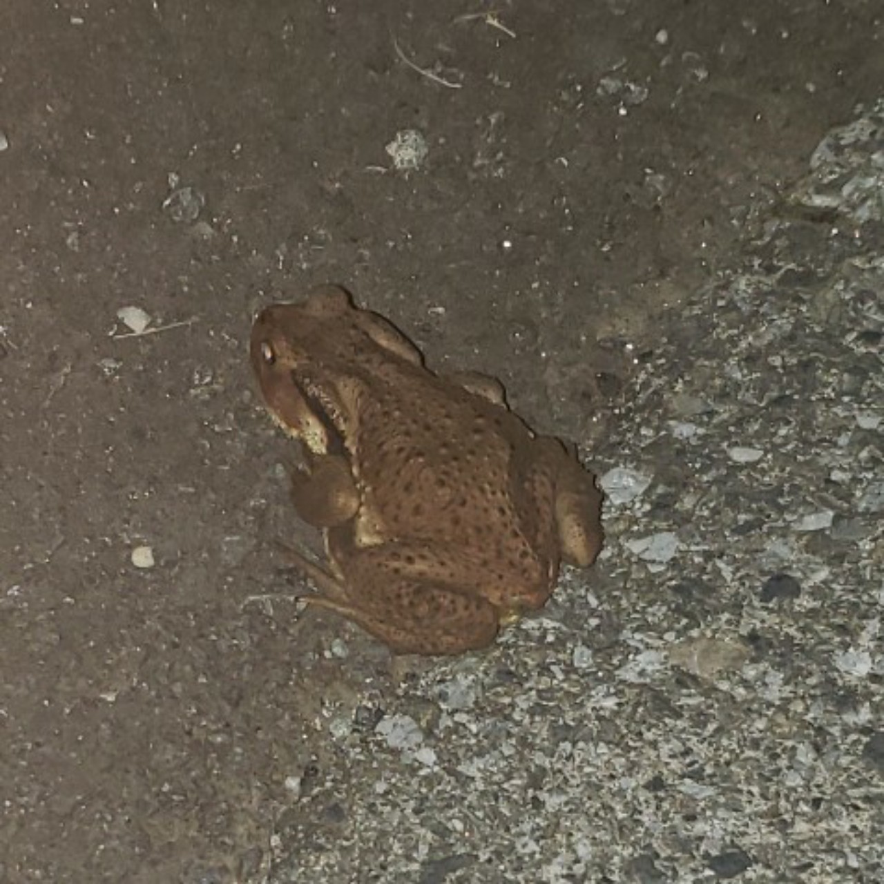 いつもこうなってる