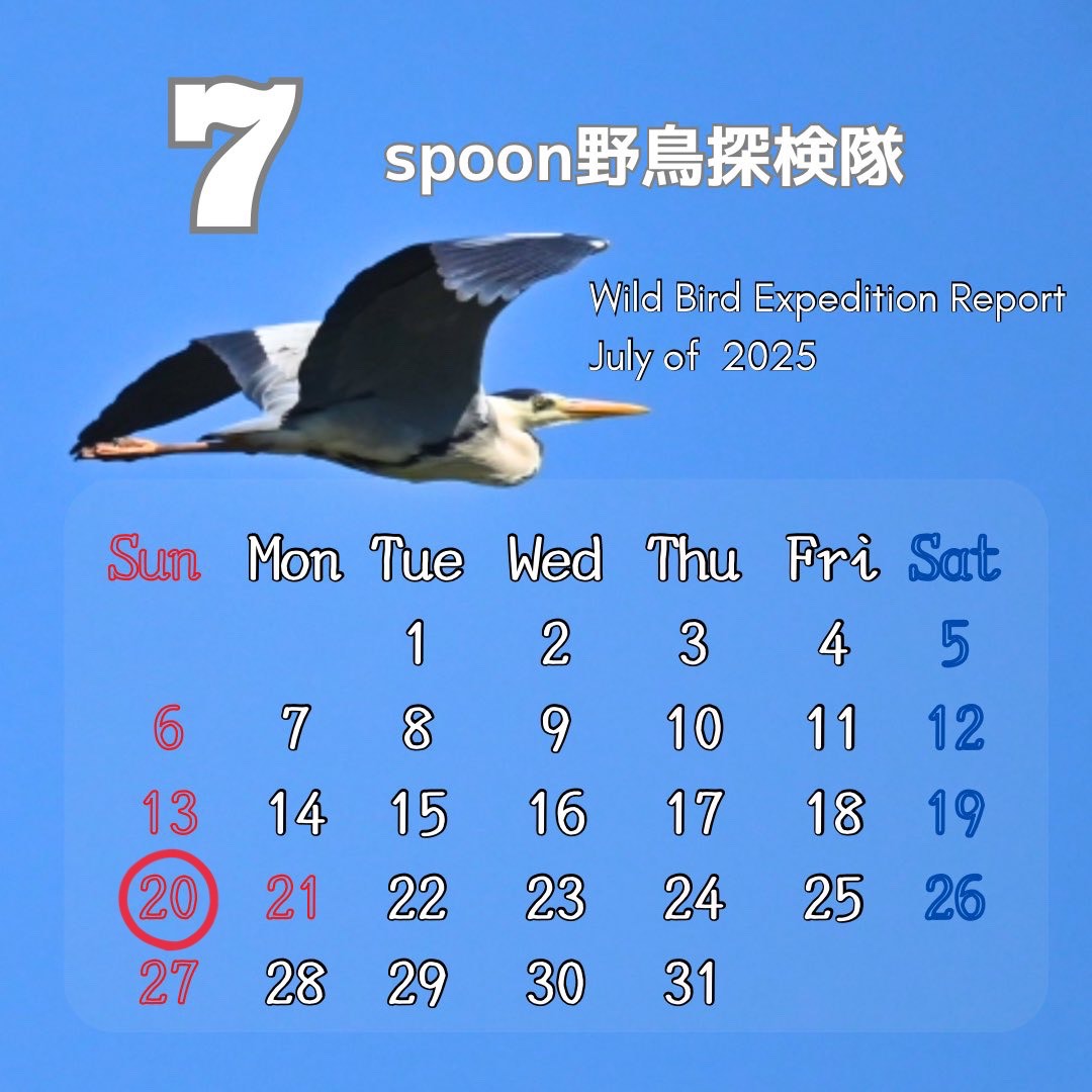  #野鳥探検隊3_7月 7/20 飛騨高山編パート2 高原の鳥たち