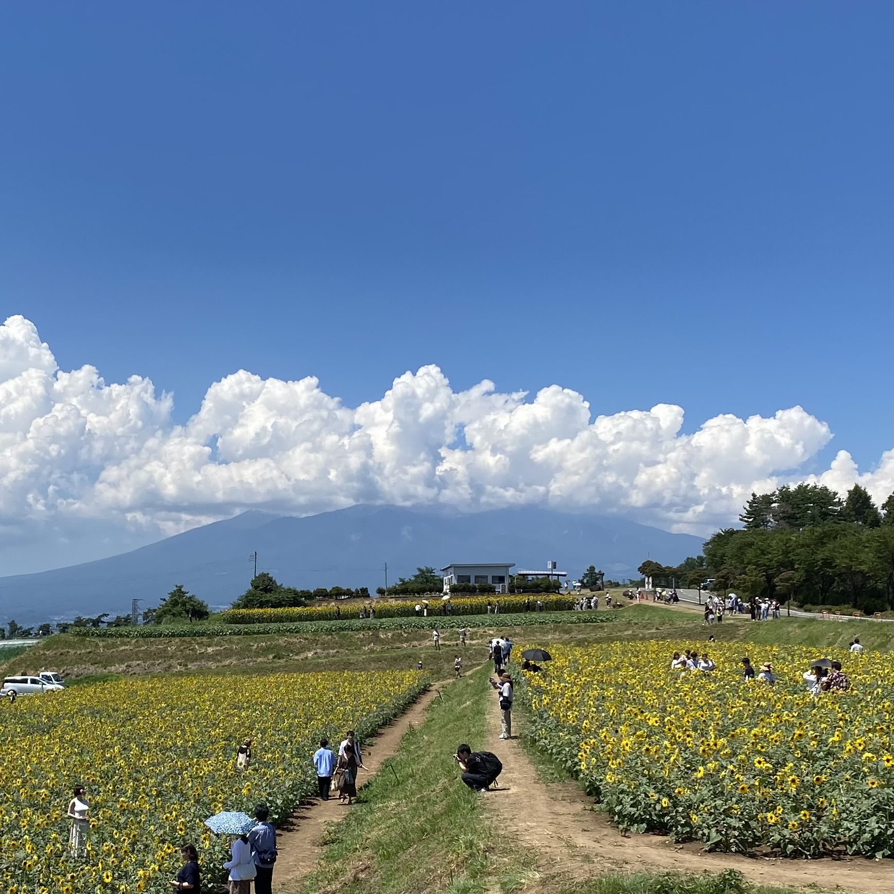 ユリーカ（スキマスイッチ）