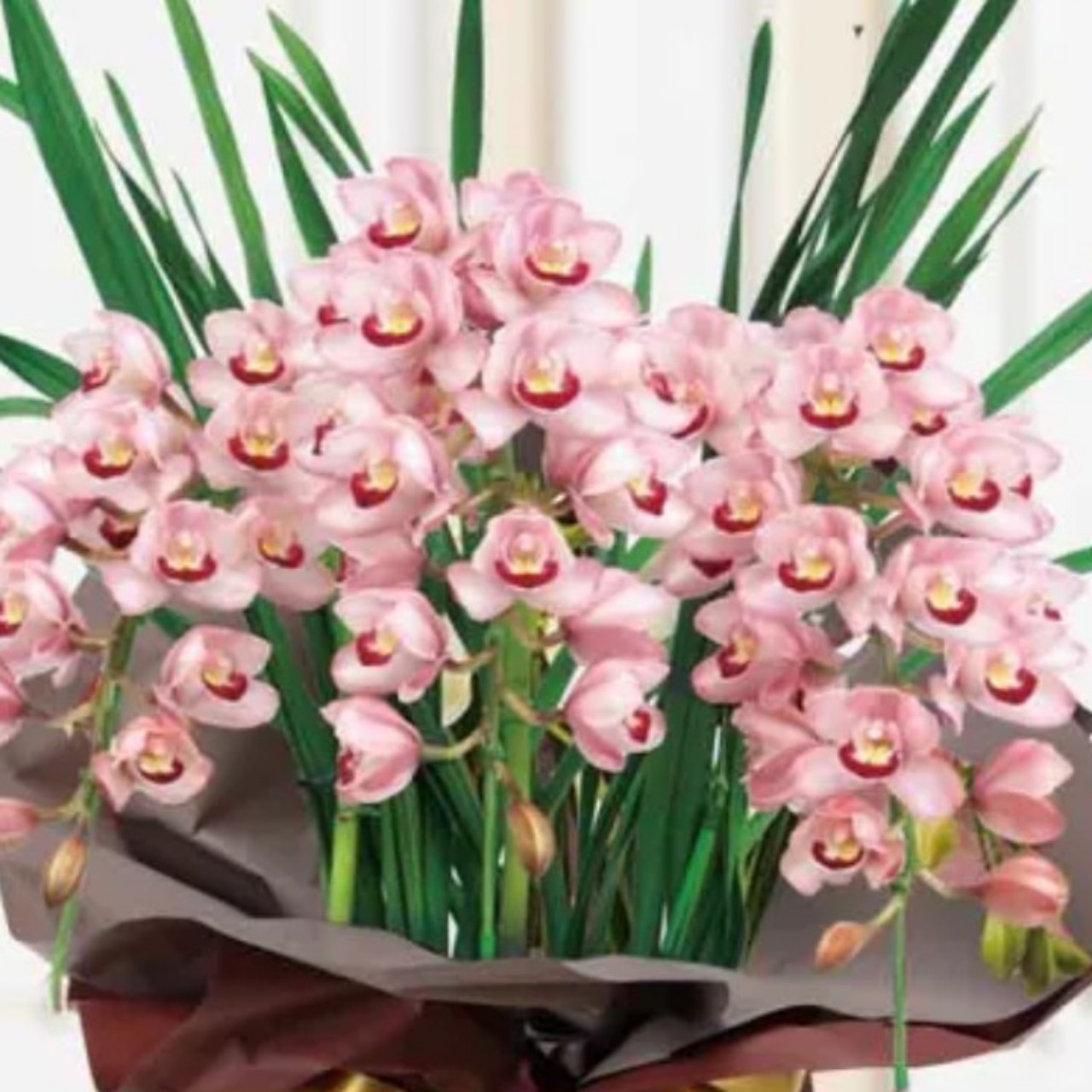 12月13日花言葉🌹