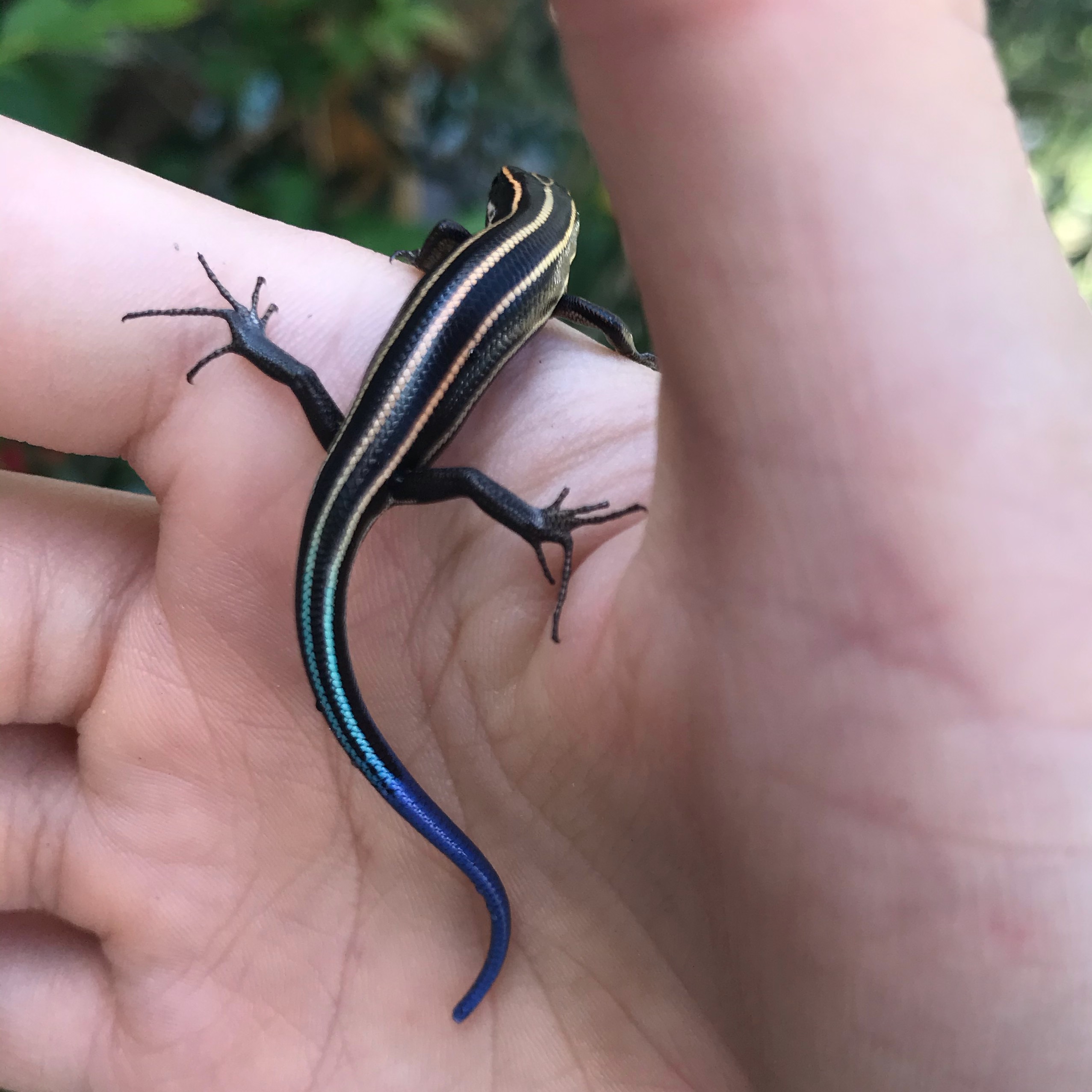 トカゲさん救出！