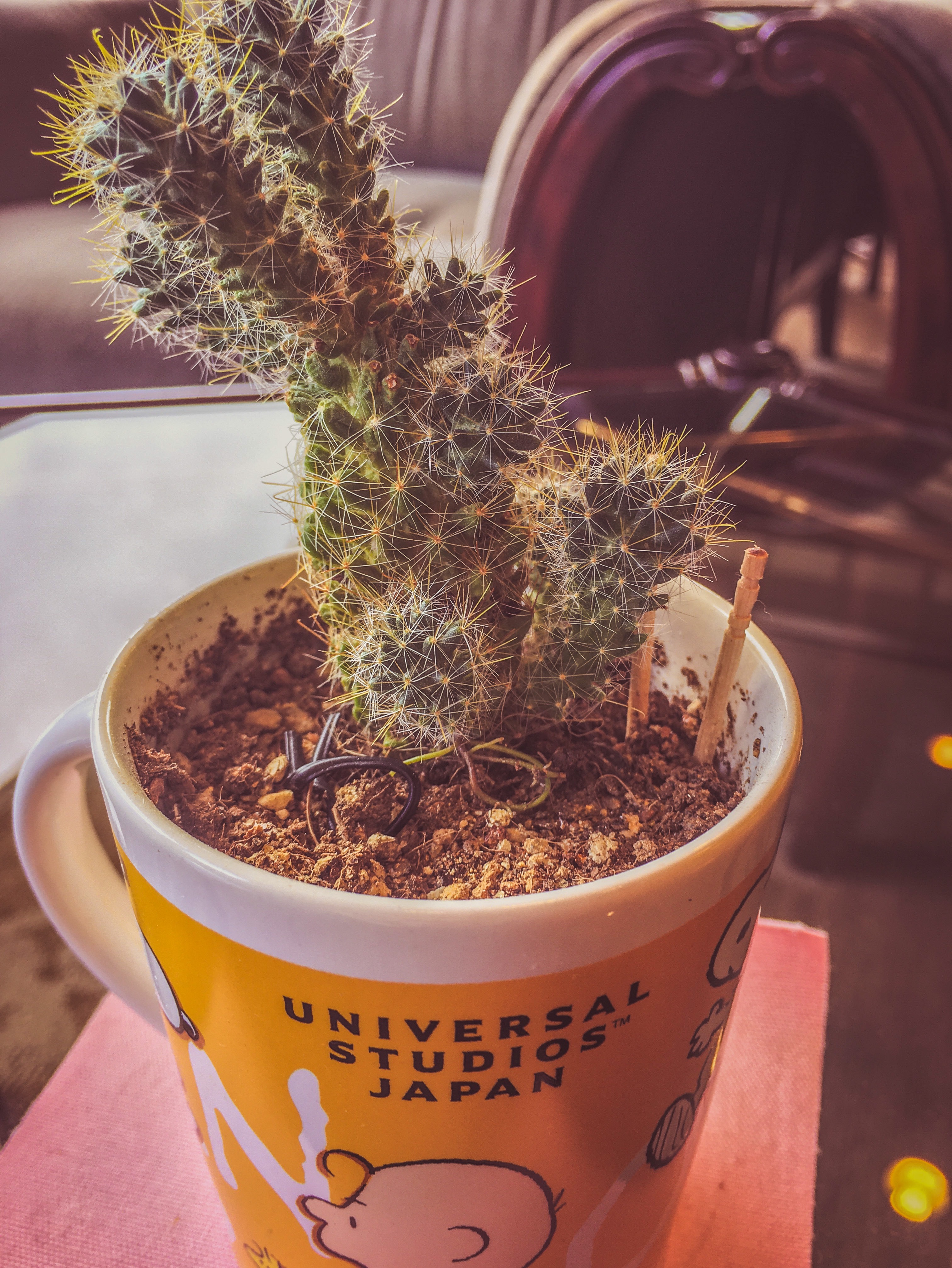 【男】耳舐めのれんしゅう