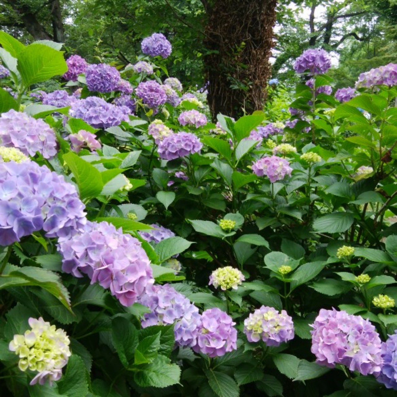 新曲「ぐるぐる」