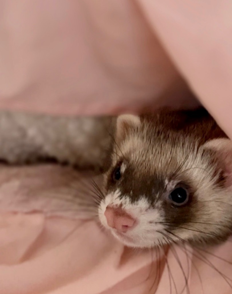 ディズニーただいま！