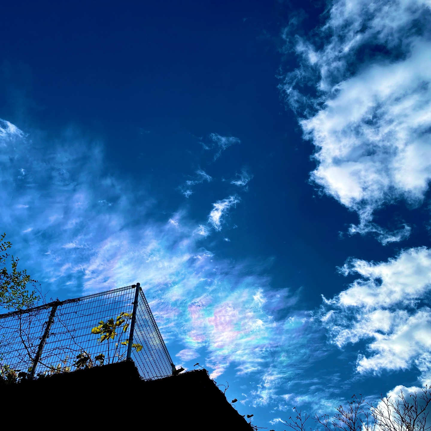 TOMORROW / 岡本真夜 