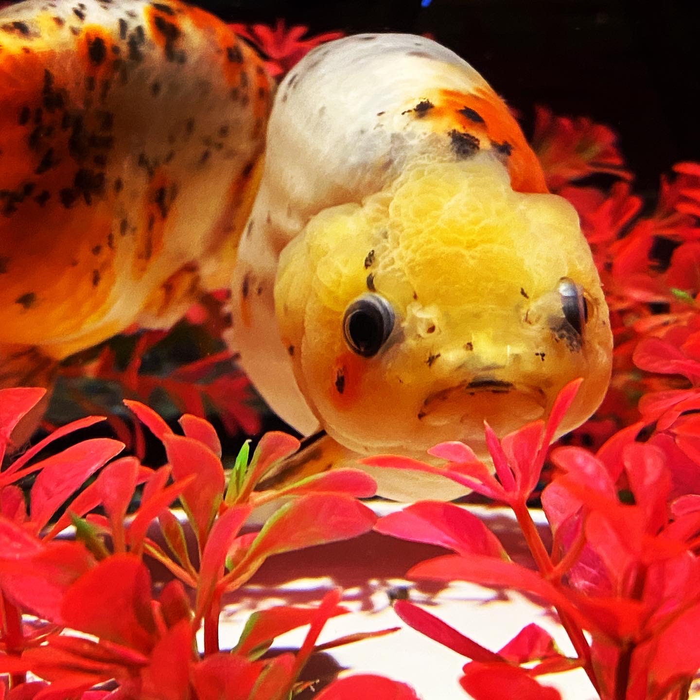 #19  ペアーズって知ってる？