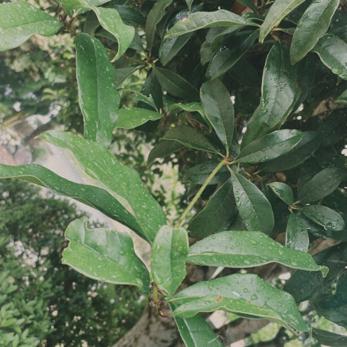 あめ…あなたは、