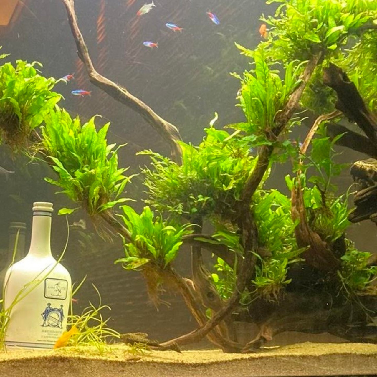 7月7日、晴れ/ドリカム