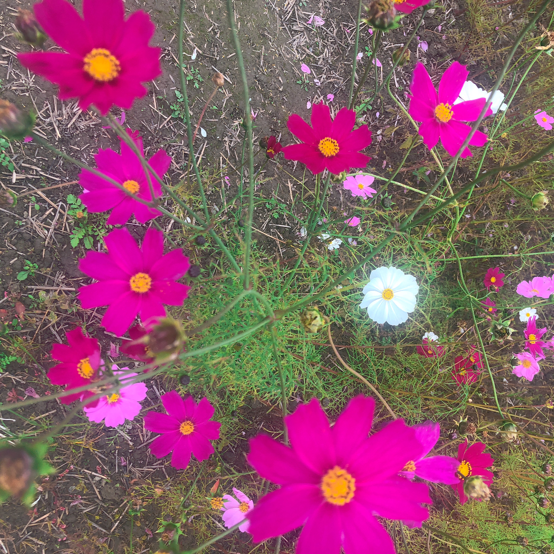 十四山音頭🦀🌸トカテンテン
