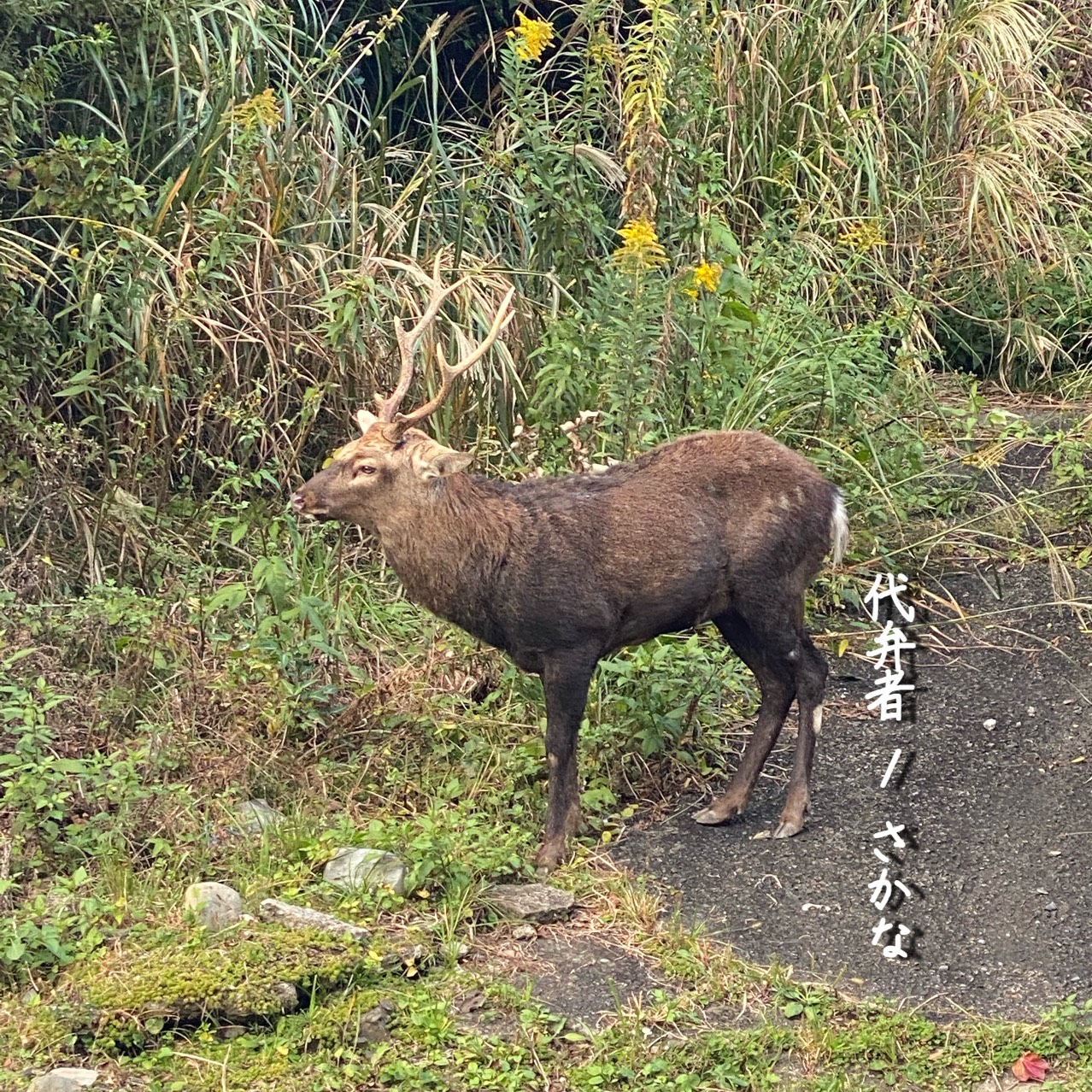 代弁者 / さかな