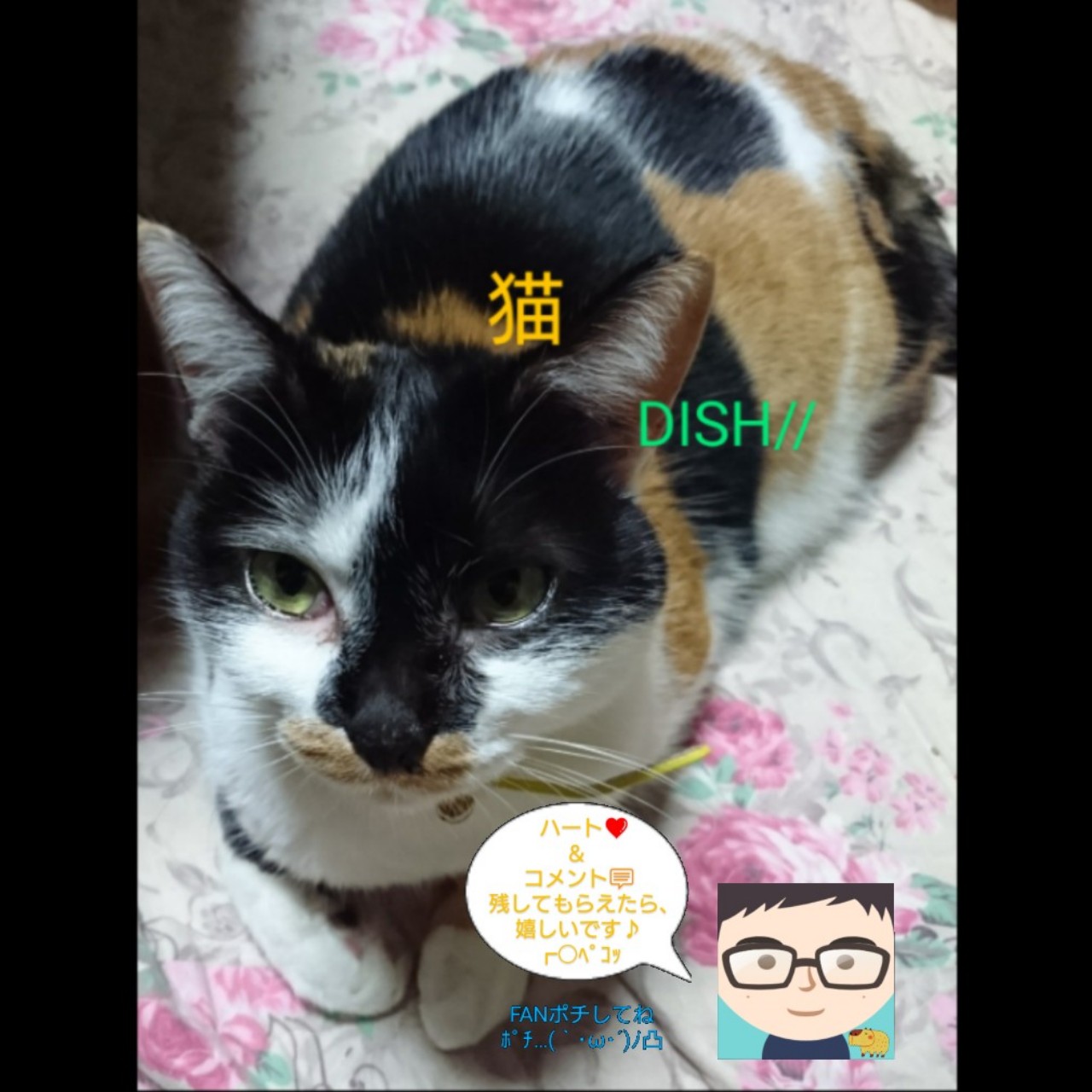 猫 / DISH//
