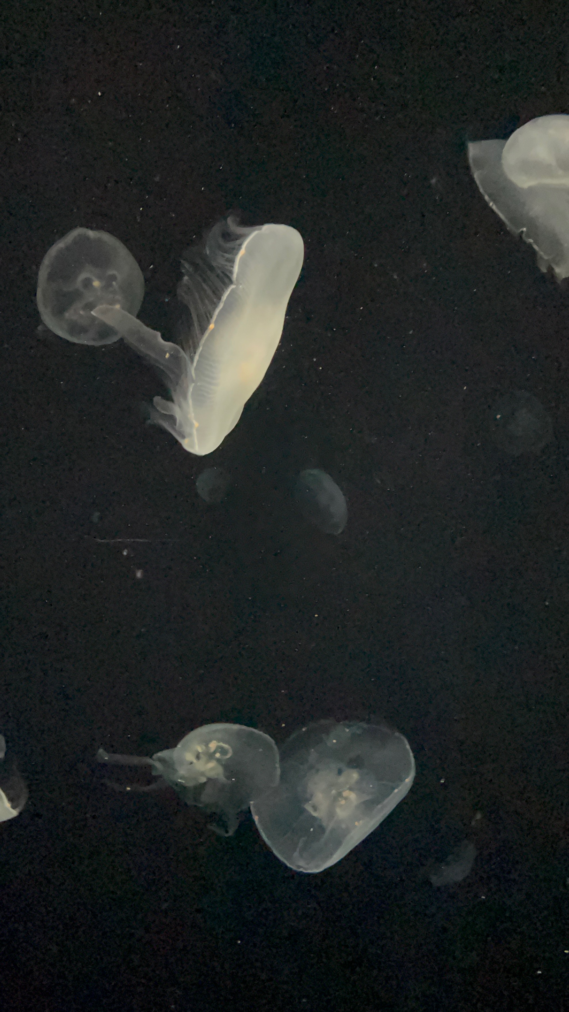 。たんと弾き語り