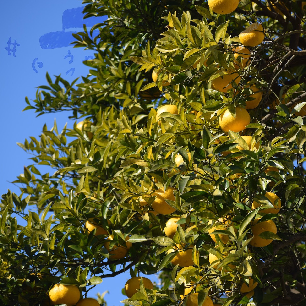 ゆる漫才：ゆず