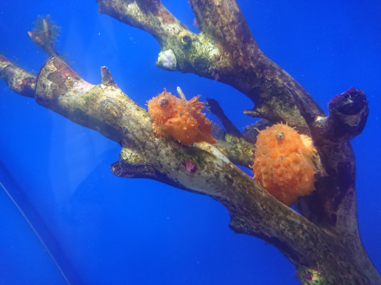 なつかしいやつ