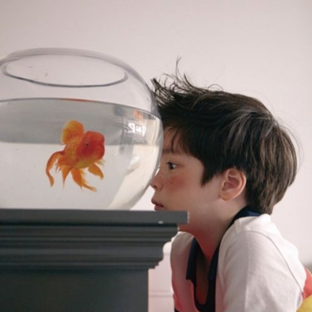 さかな／カネコアヤノ