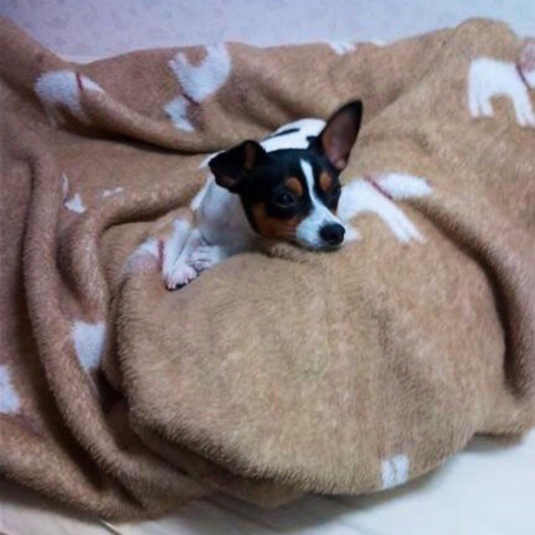 かいじゅうのマーチ