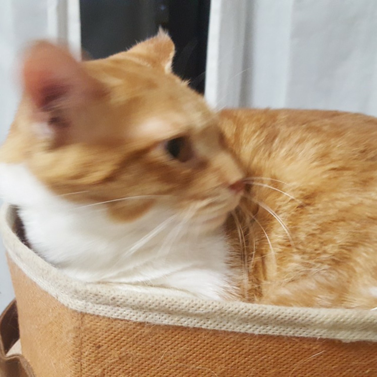 ねこぉぉぉぉぉぉぉぉぉぉぉぉ