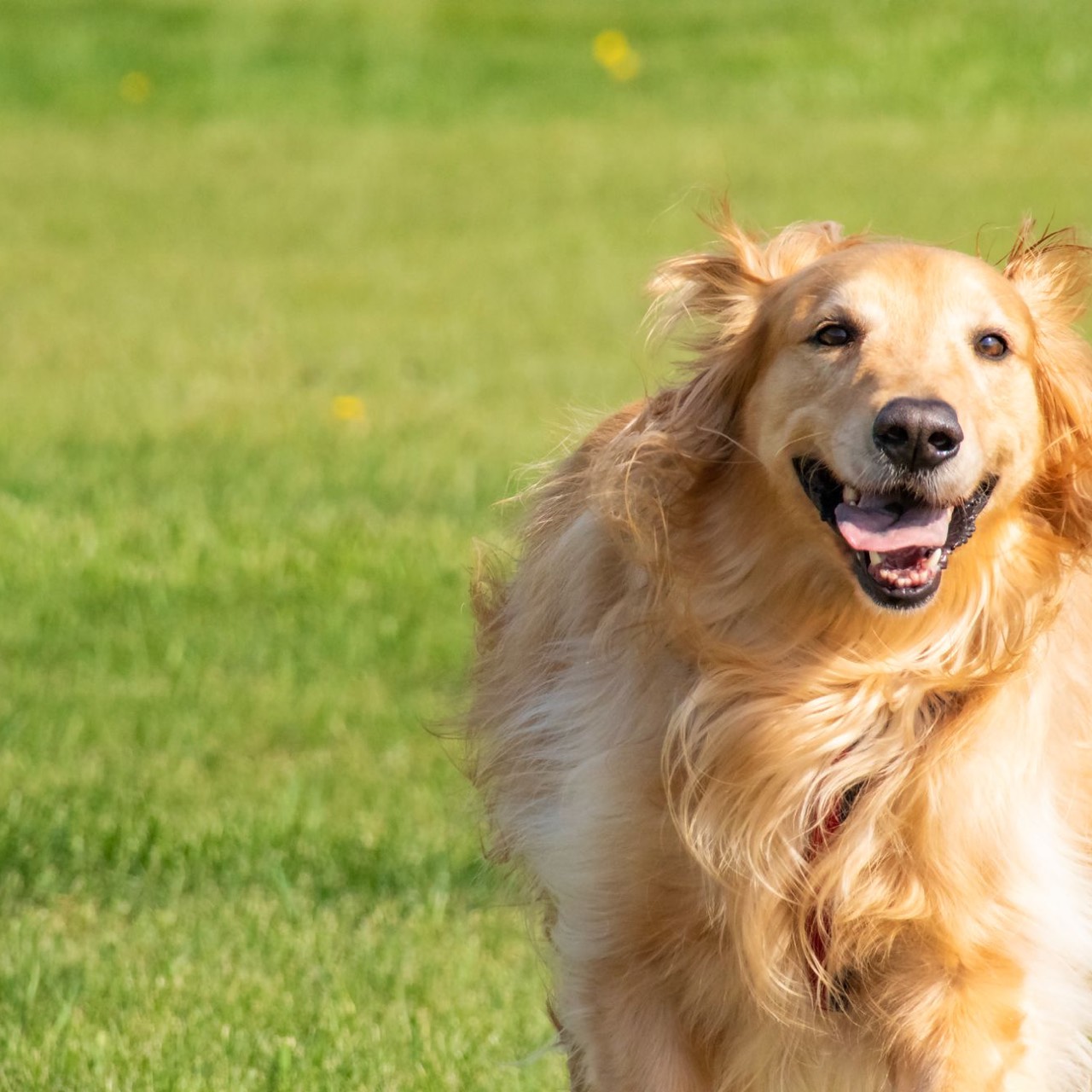 朗読「琥珀の中の命」