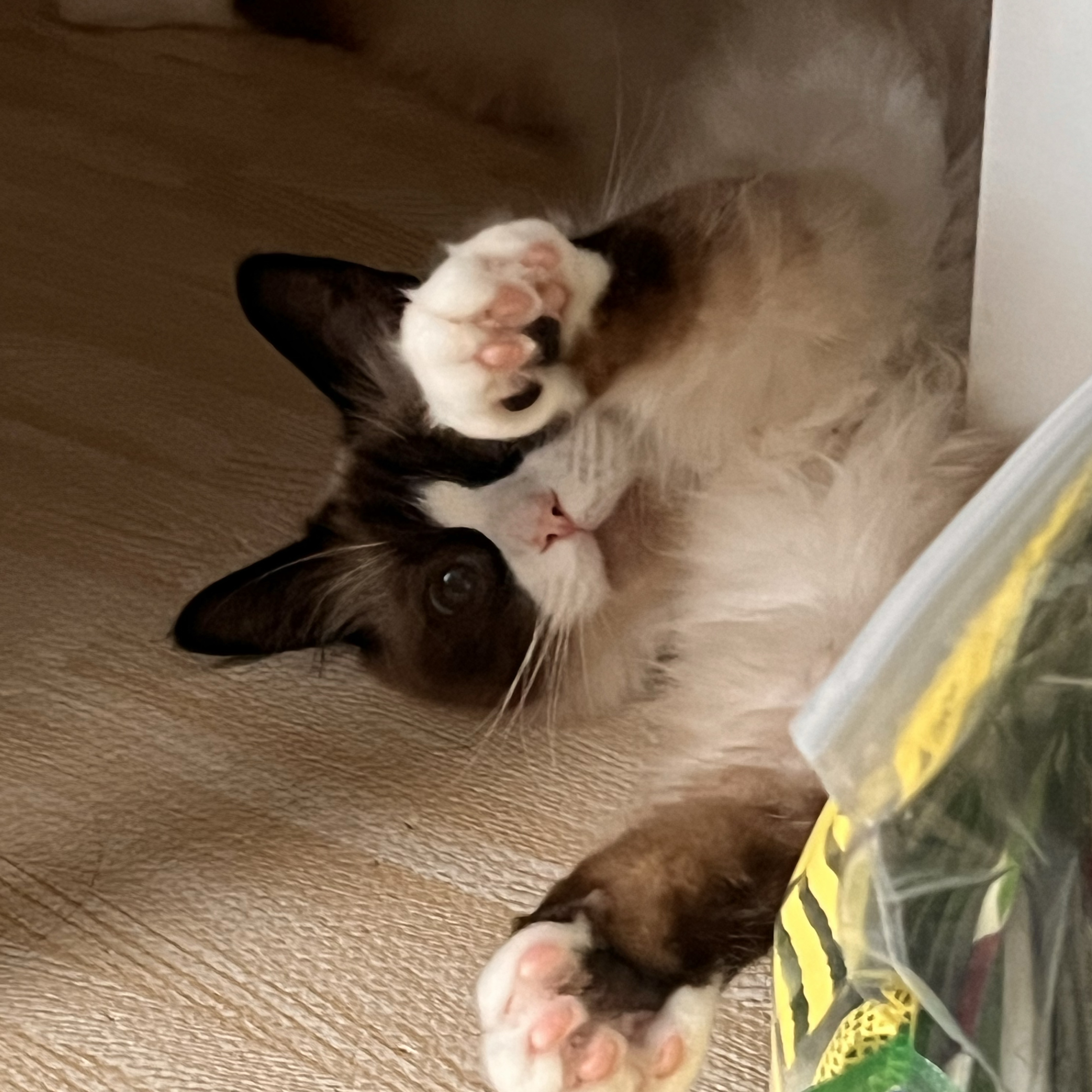 ゆずとは.
