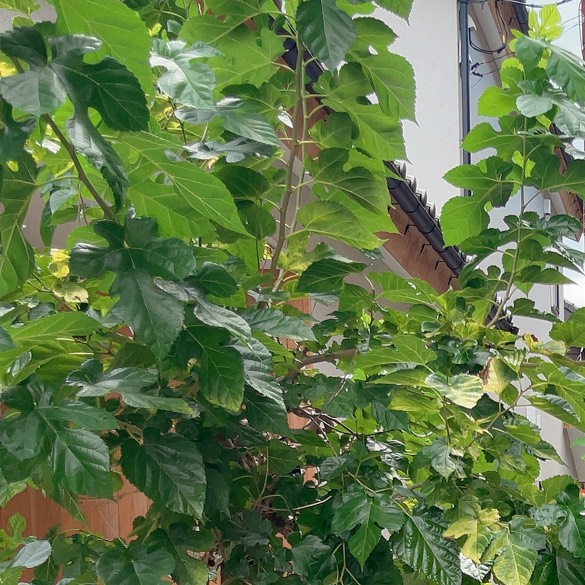 ジャングルクルーズ 真似