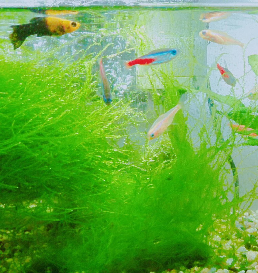 にじいろの さかな