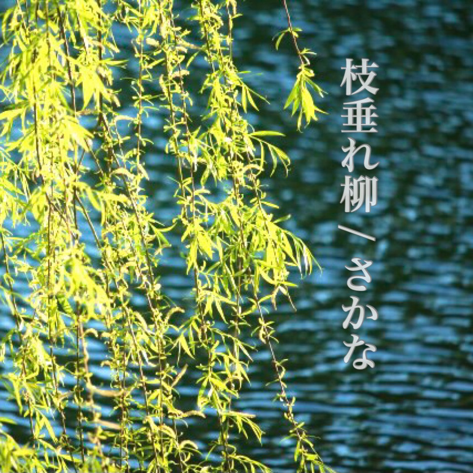 枝垂れ柳/さかな
