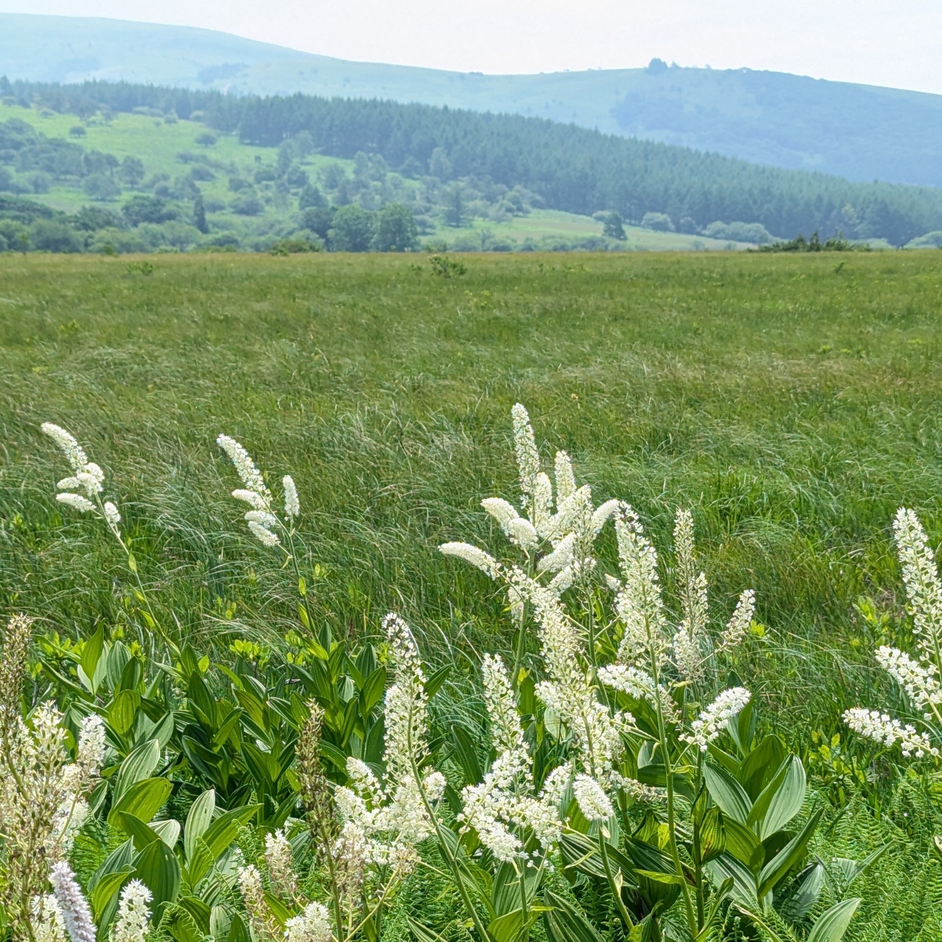 すずかぜ吹いて 揺れた花は・・・