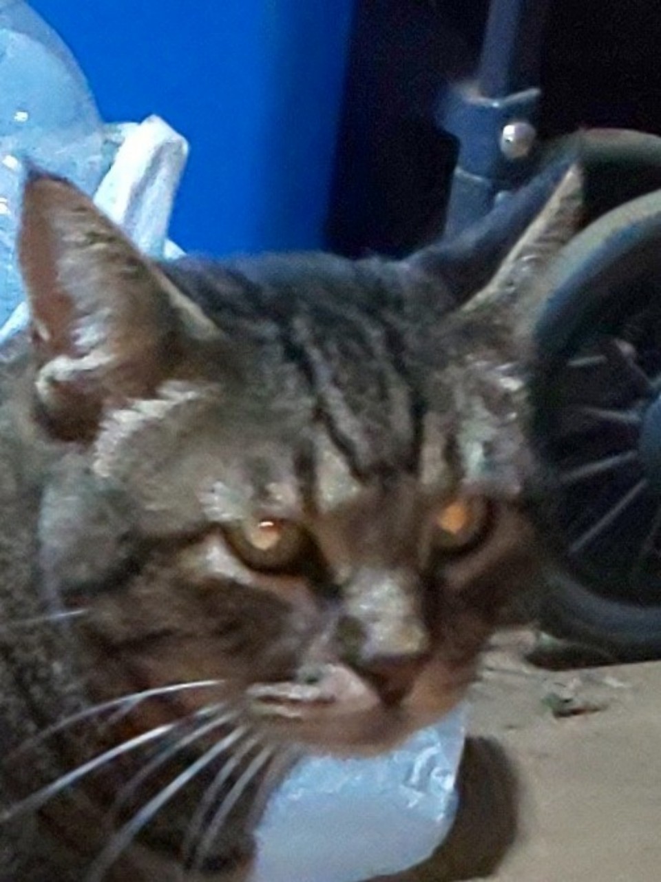 ちぃかぁれぇたぁコラボｶﾓｶﾓ