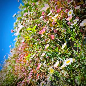 花ことばの物語：『フェンネル』