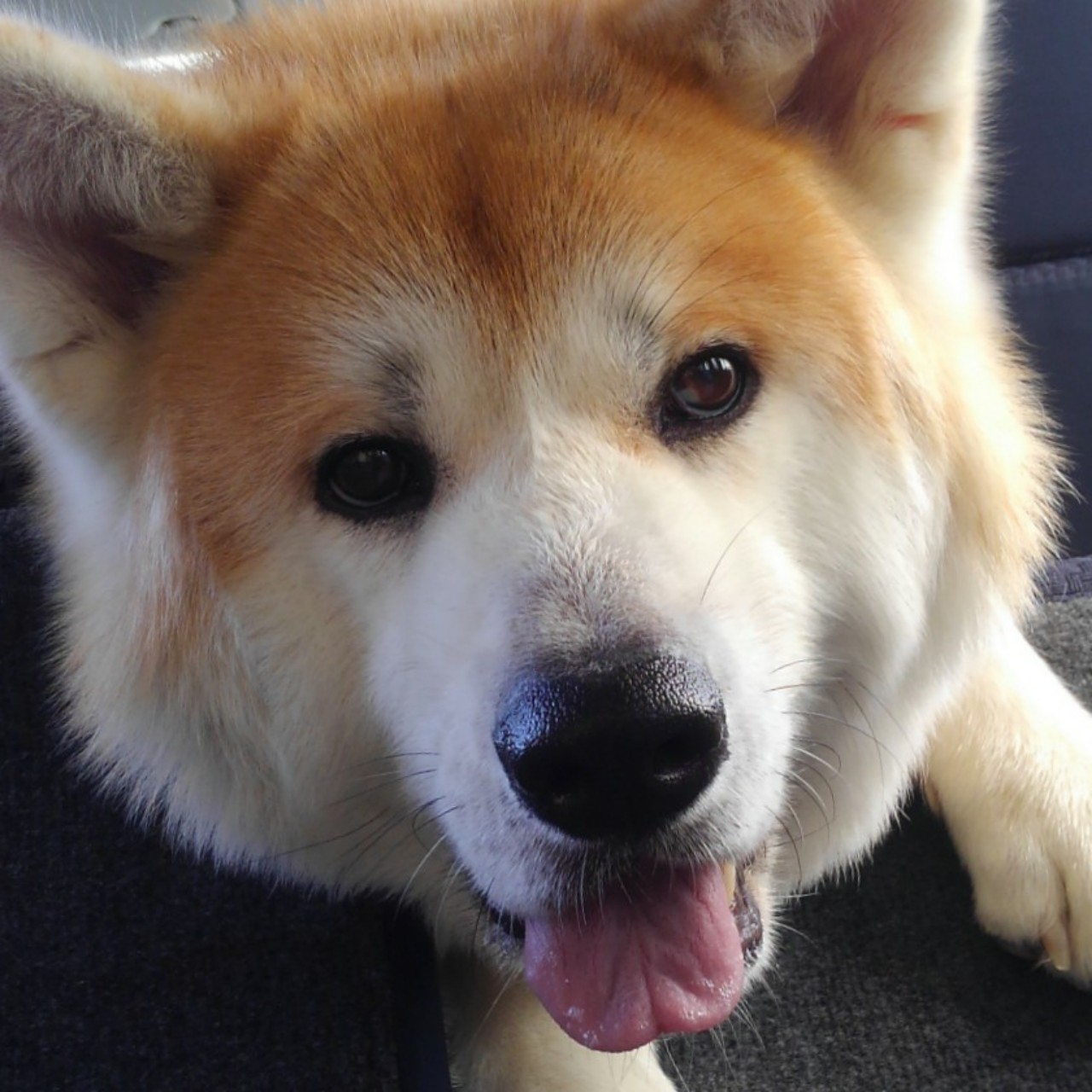 トカゲ食べた話