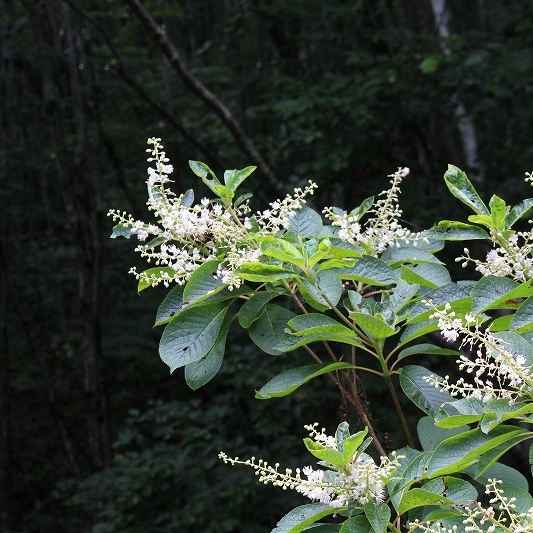 R#81.ミズノキ 井上民二 沼の役割