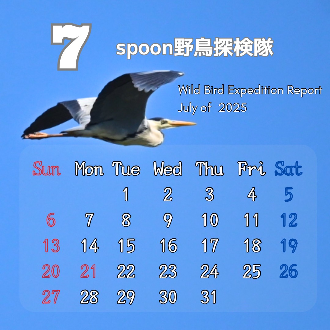 朝5時頃の野鳥探検隊