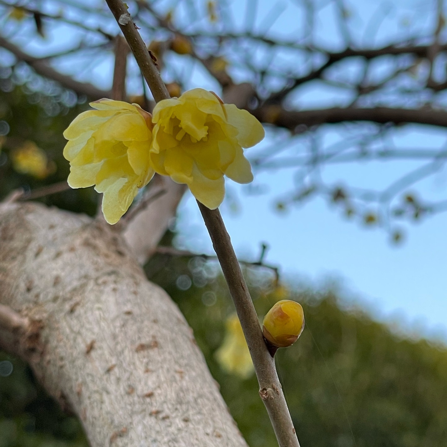フユコイ初詣の願い事