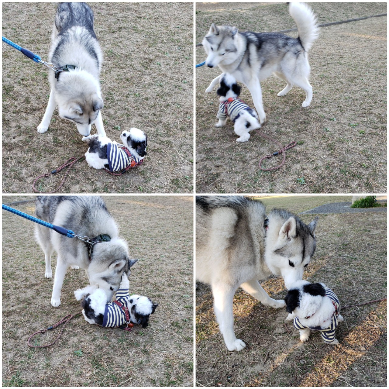 甘えん坊アレサ