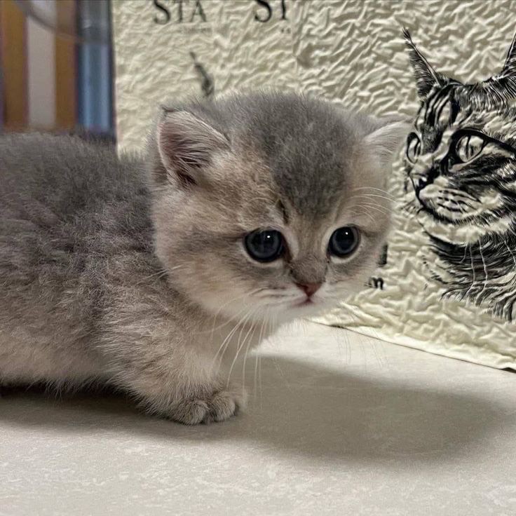 初見待ち😺🩶