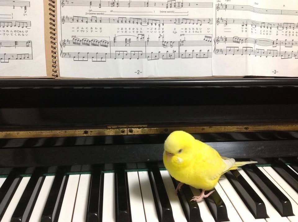 ピアノ弾き語り🎹配信超初心者です🔰