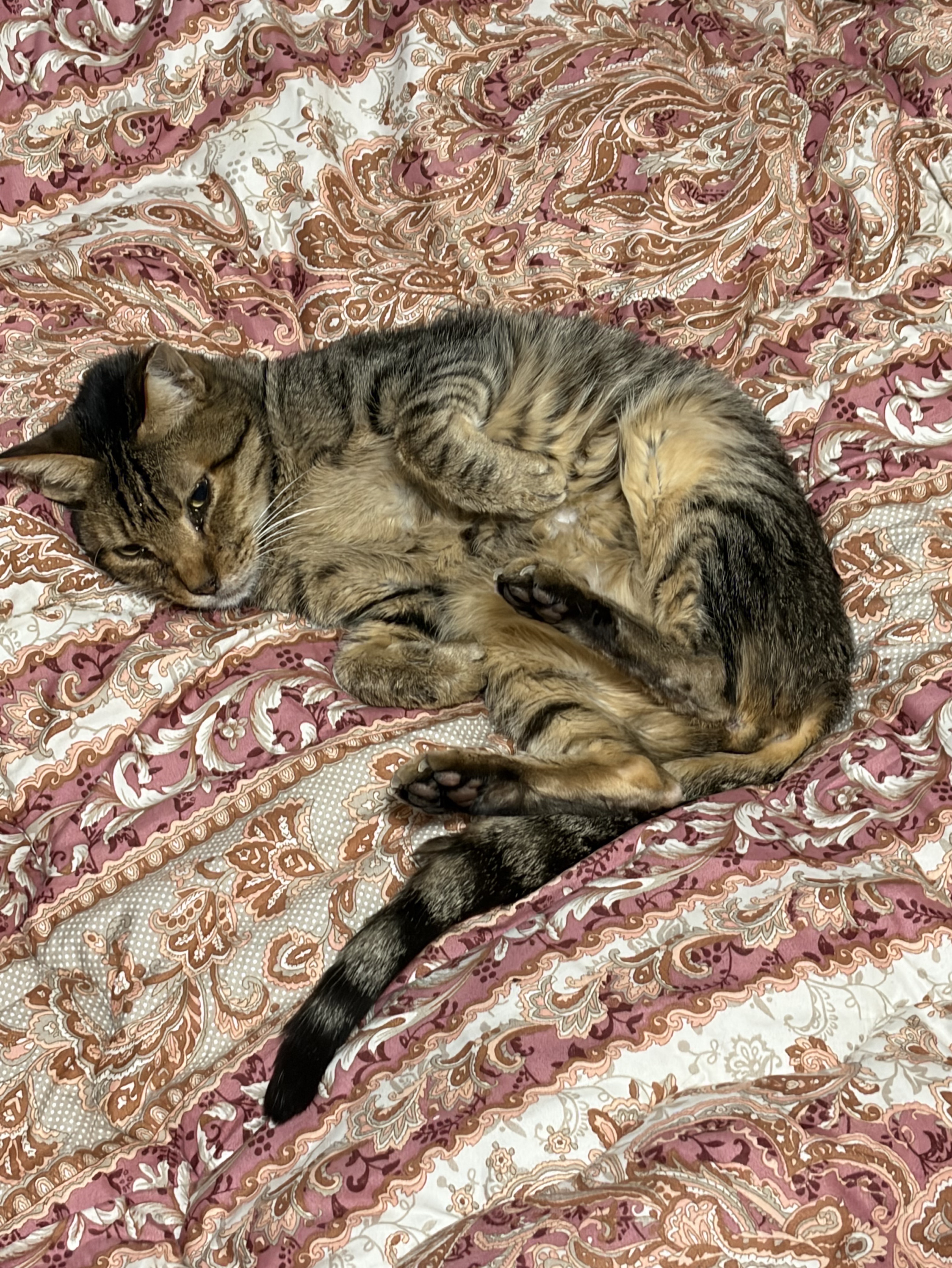 語学の勉強✍🏻