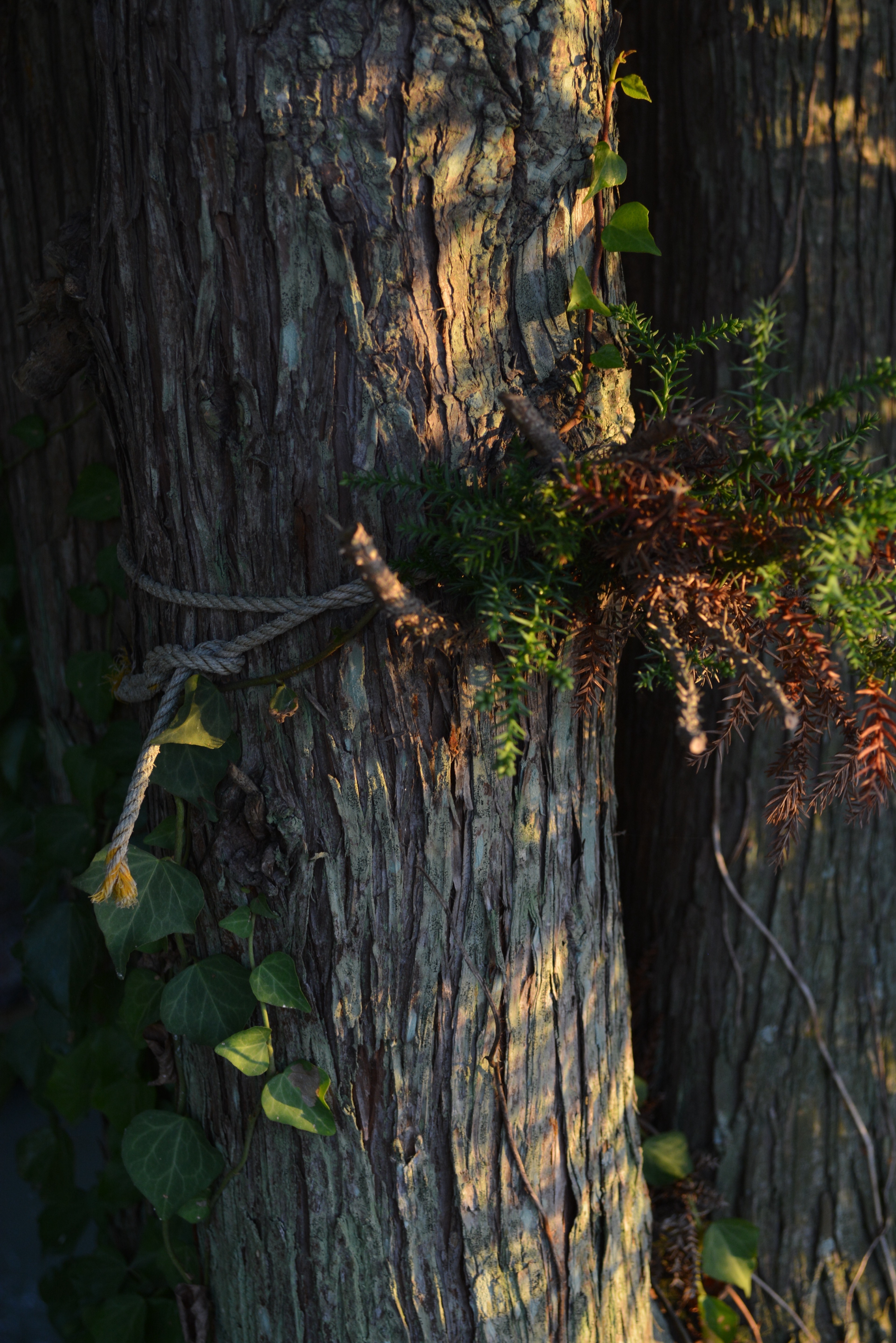 カメラが好きな人の為のラジオ