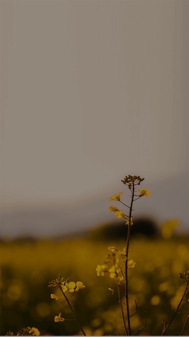 【低音歌雑】よみ。ねゆ