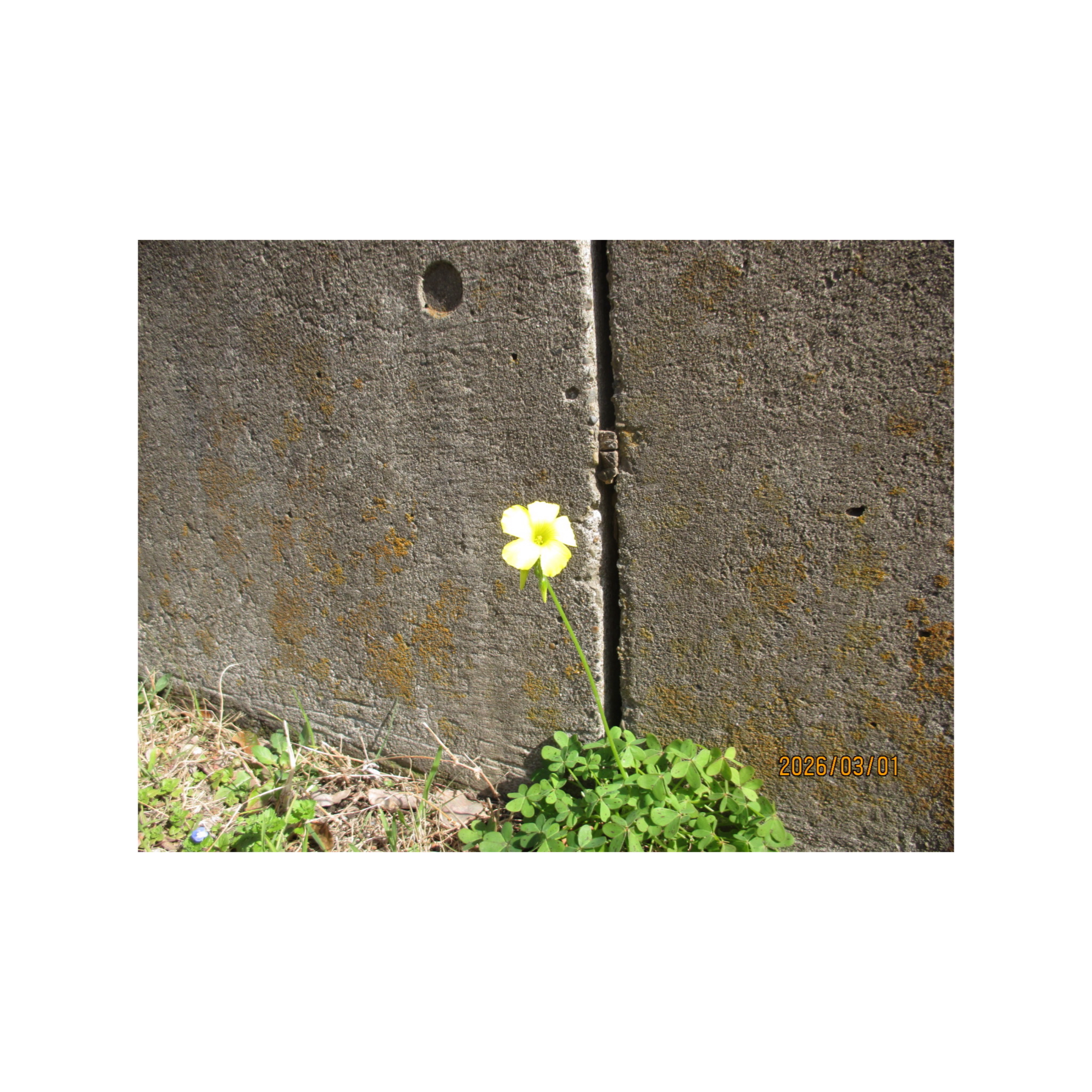 27歳男性 ロシア語勉強枠