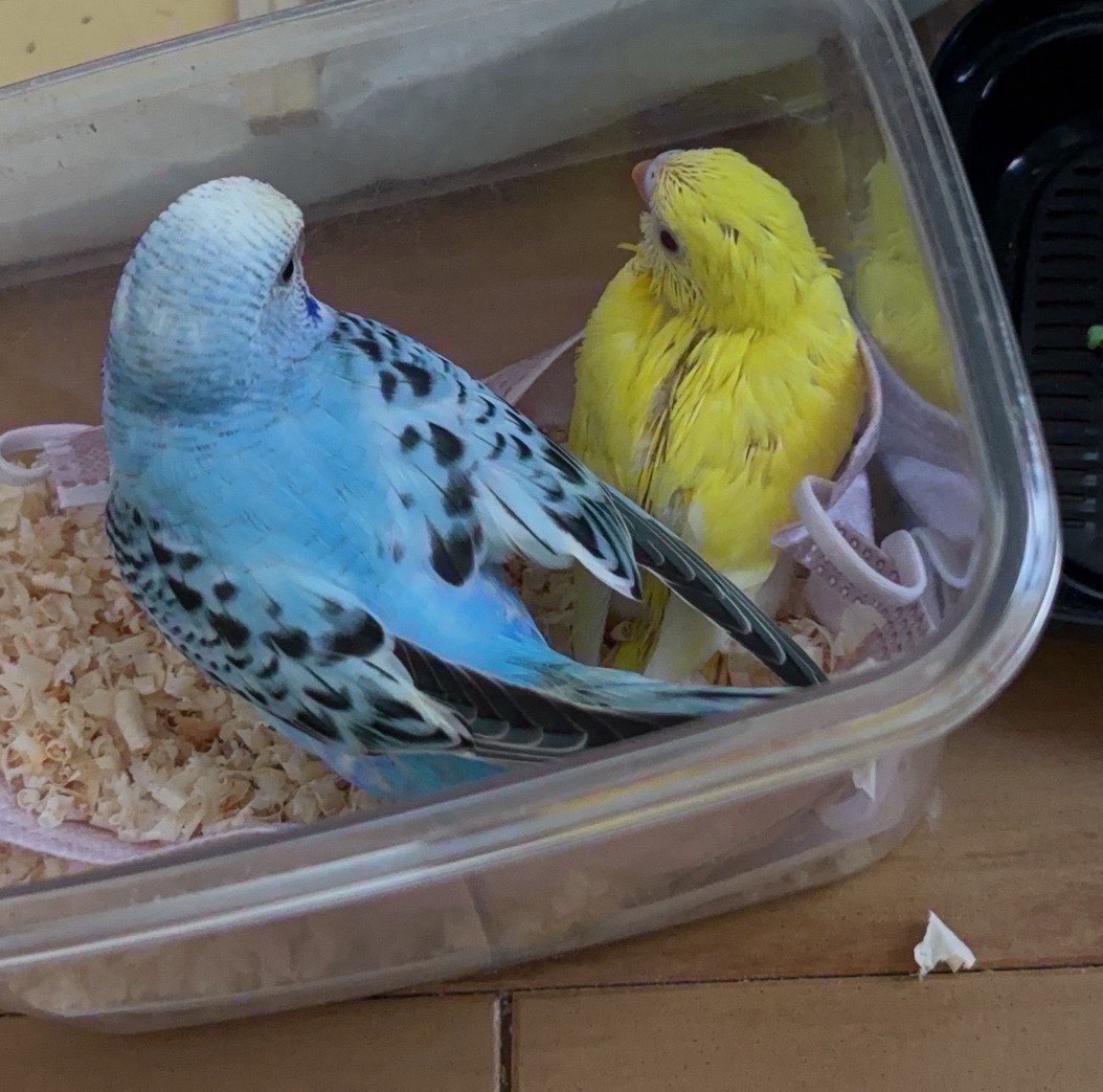 初見⭕️コラボ⭕️寝落ち⭕️雑談