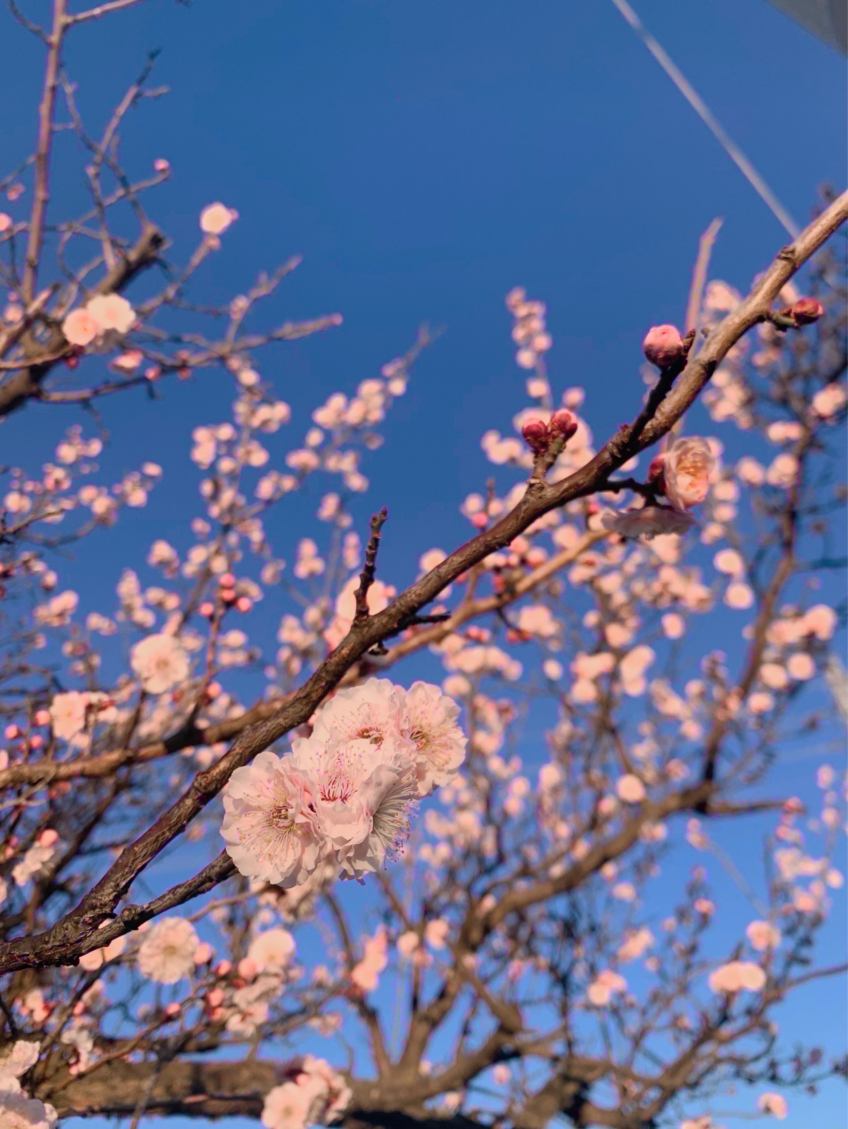 ⟡低音歌雑⟡よみ。ごろごろ