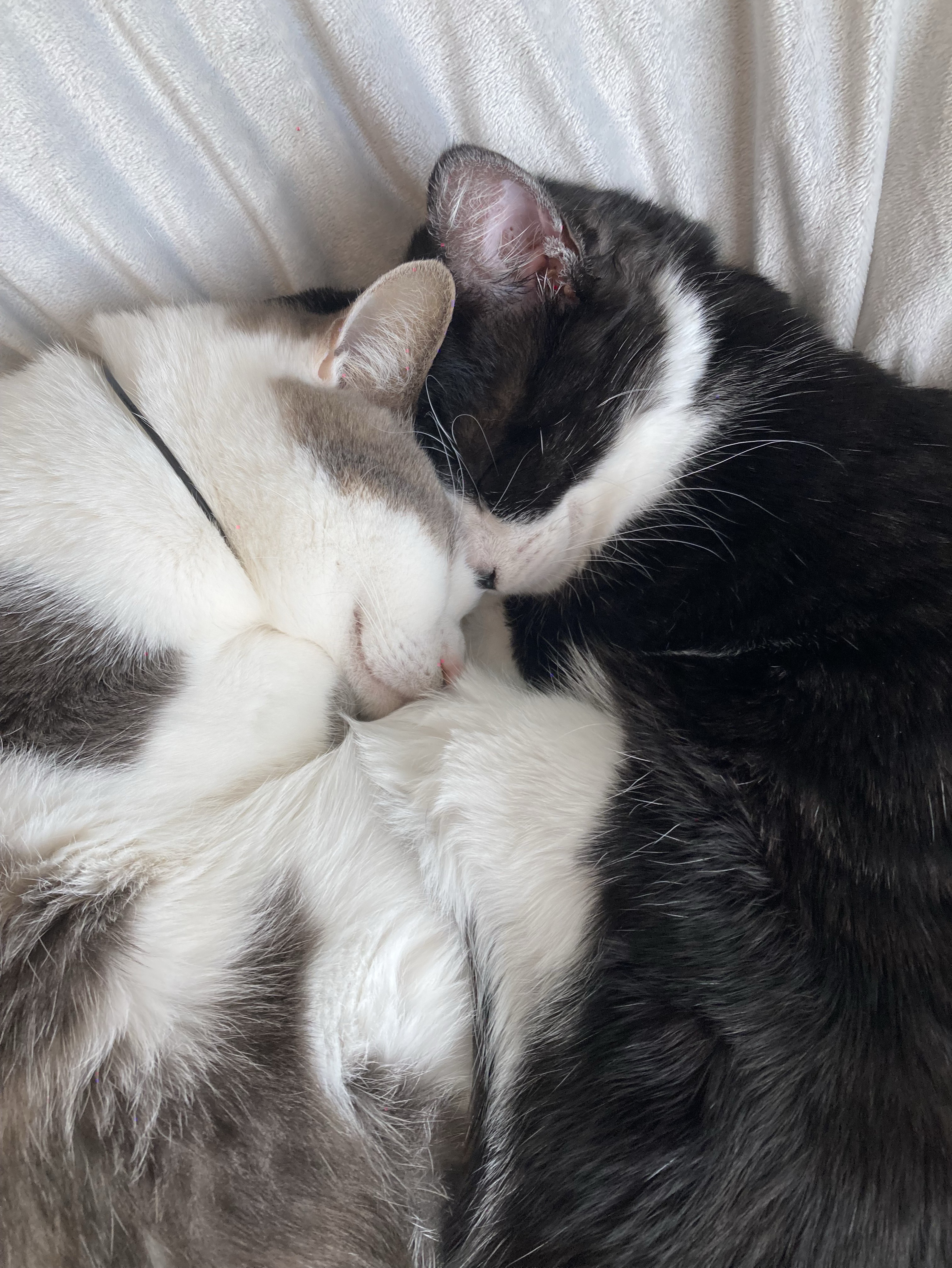 スプラプラベ@1頼む