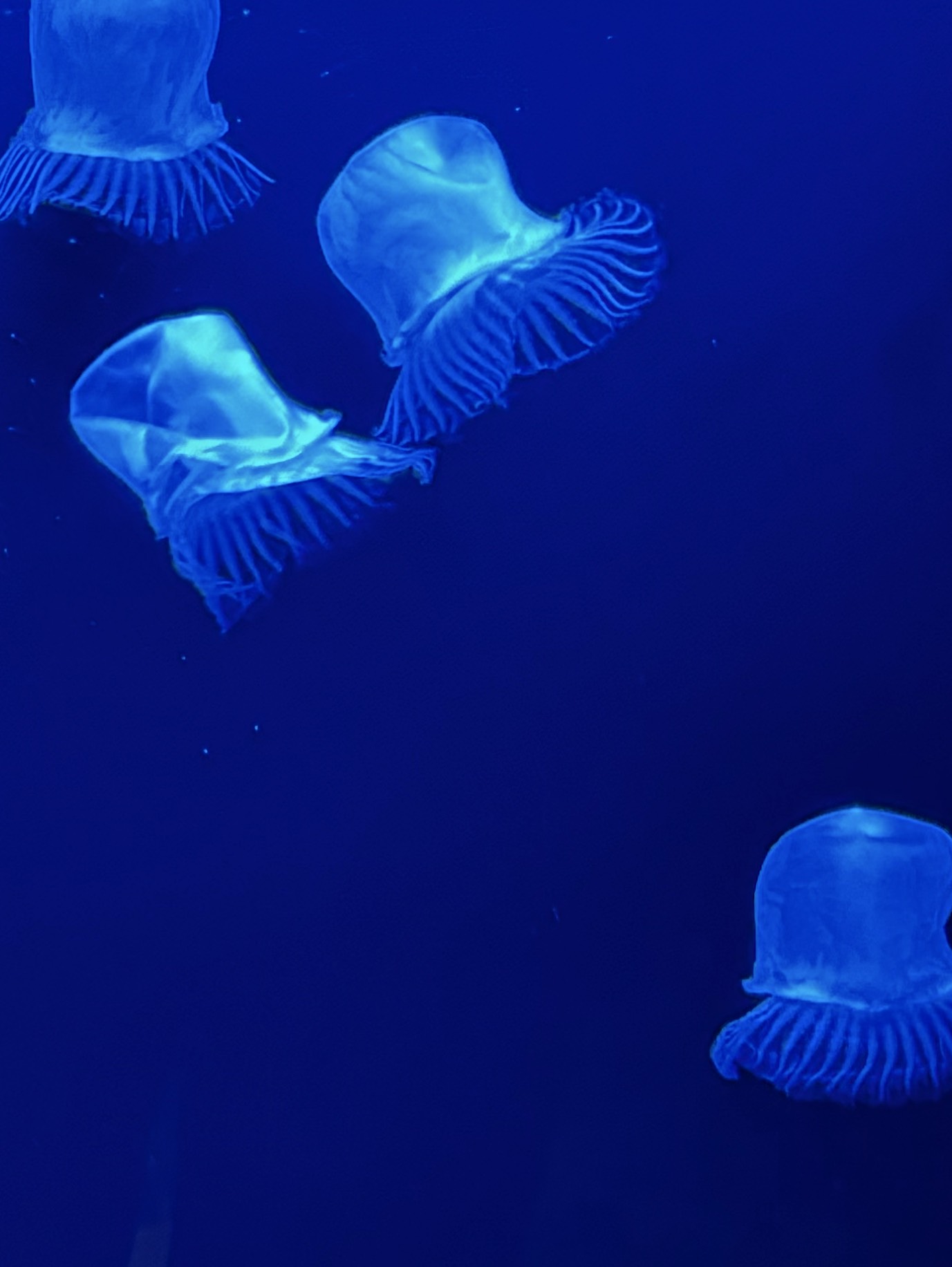 英語の勉強します