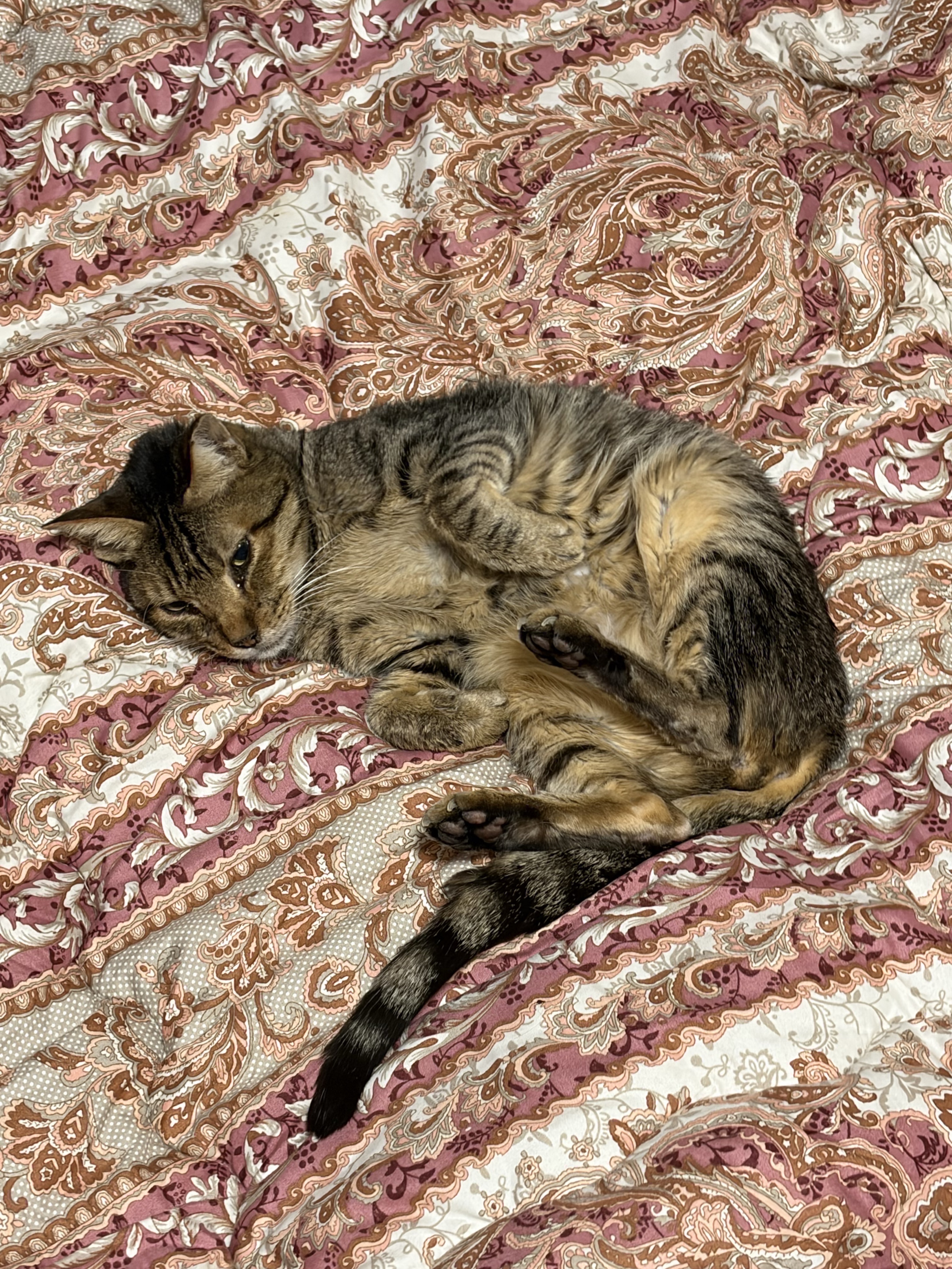 どうせ寝れないから勉強する