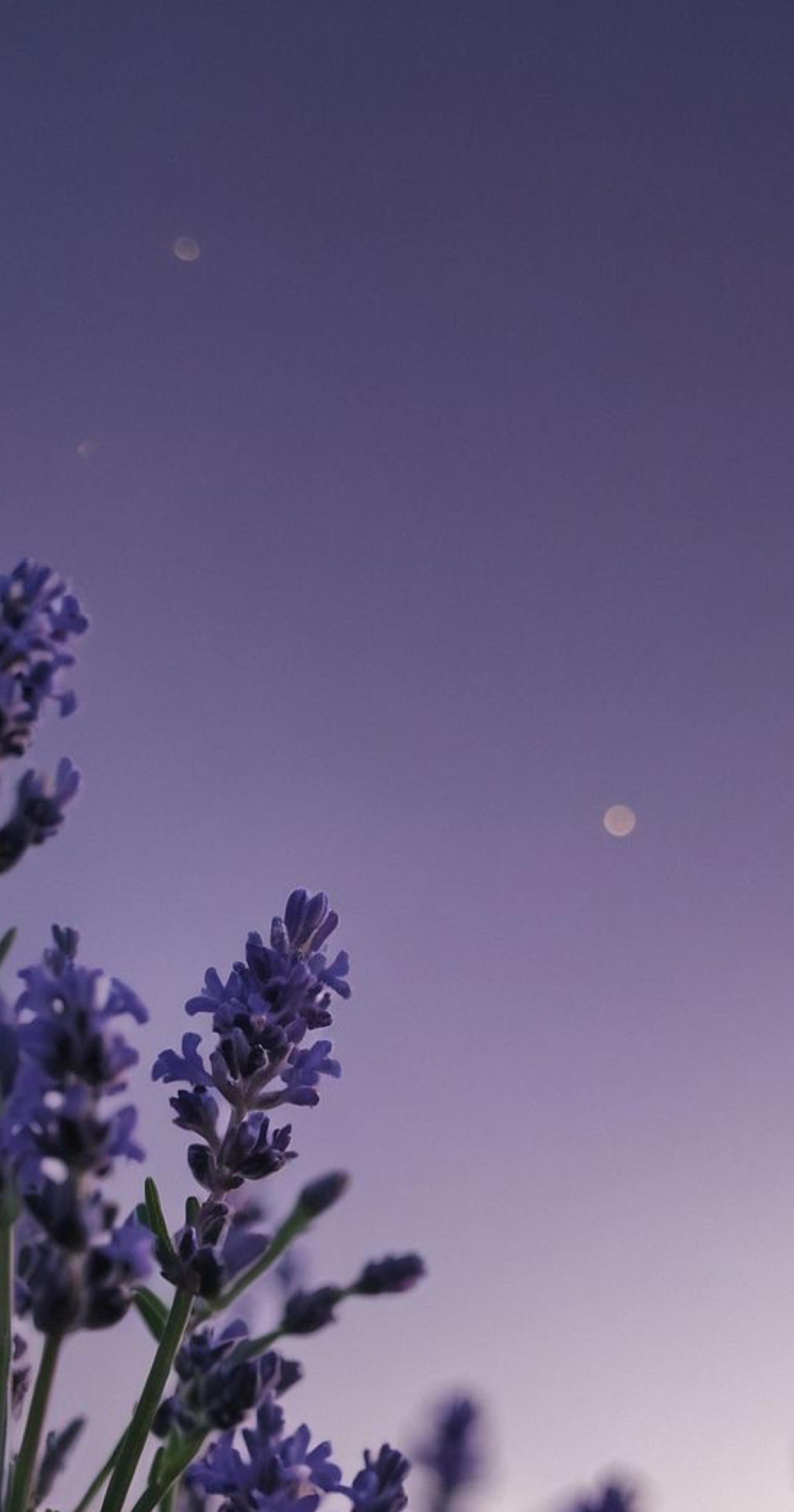 今夜もお話し相手募集中