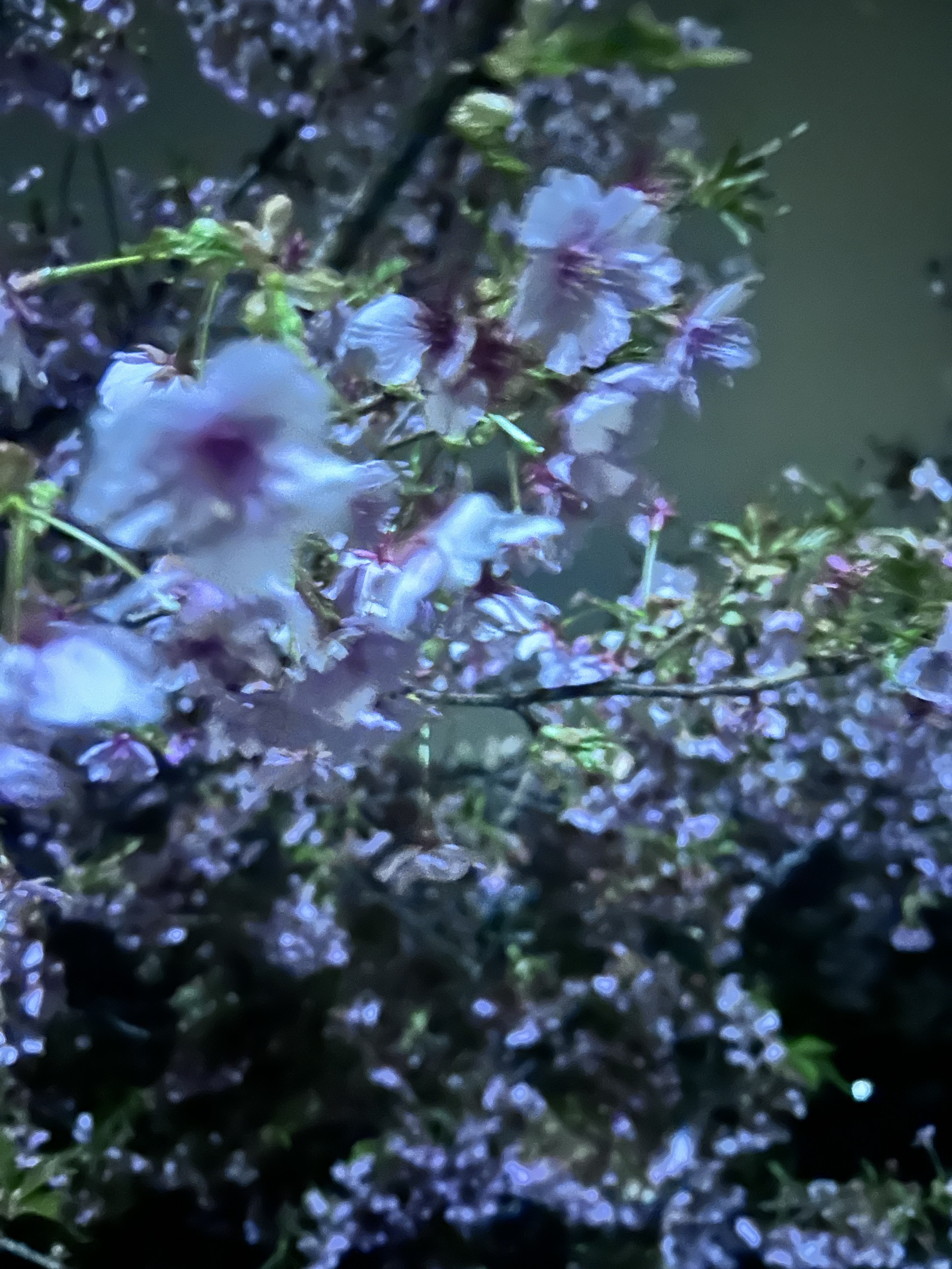 夜更かしきてよ少し話そ