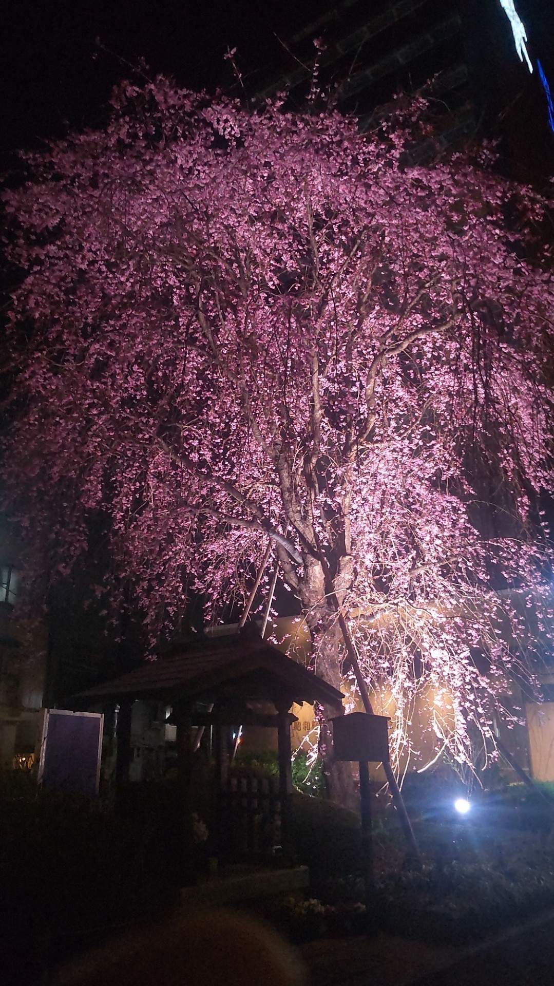 勉強枠　〜23：30  BGM有