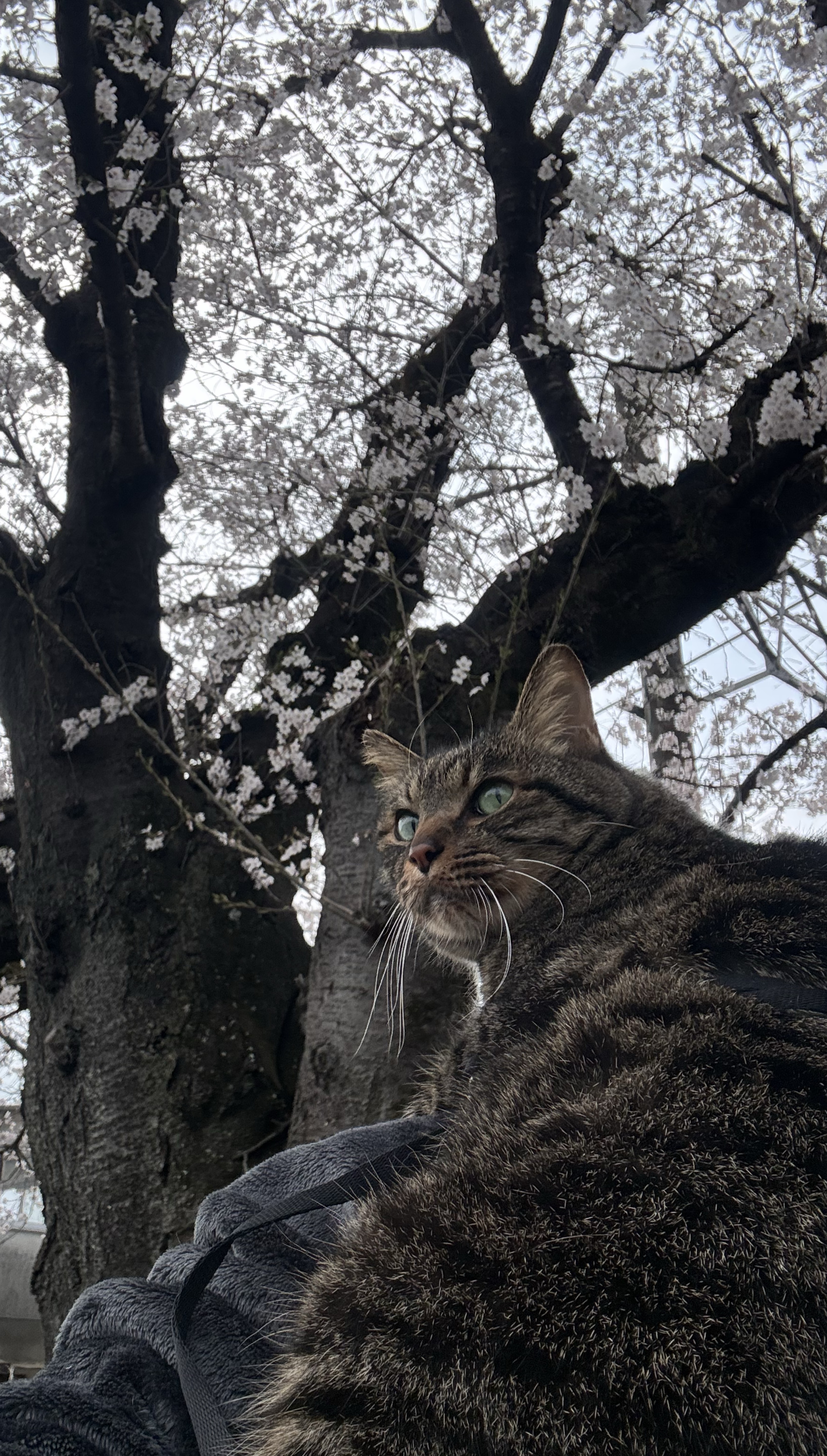 まったり漫画読んでる  初潜寝〇